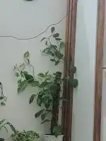 سلام گل فروشی 