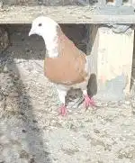 سلام کفتر طوقی فروشی 