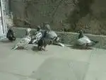 سلام کفتر فروشی 