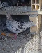 سلام کفتر فروشی 