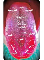 مشاوره رایگان ازروی زبان