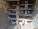 سلام کبوتر فروشی 